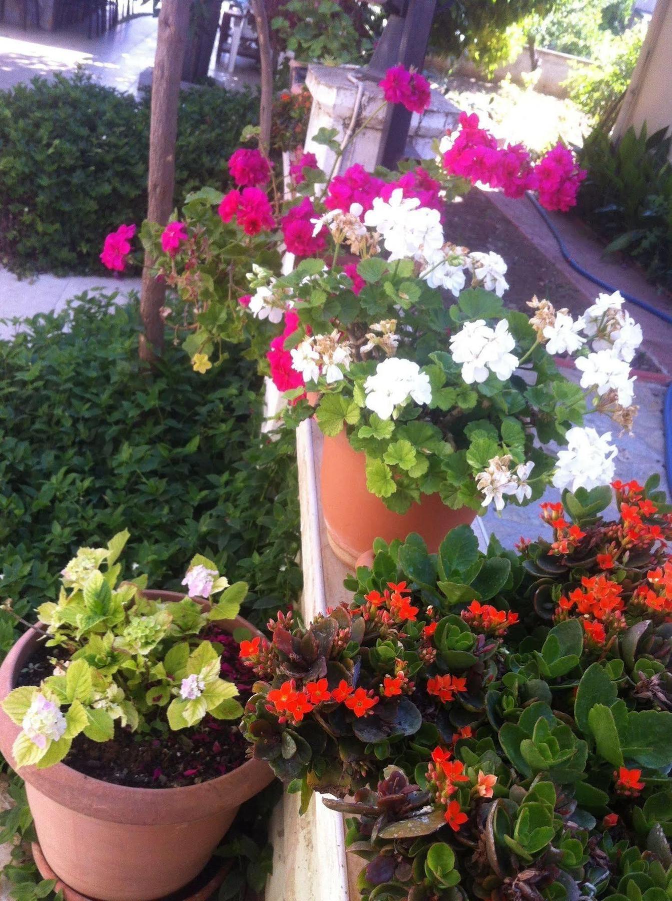 Besik Hotel Fethiye Bagian luar foto
